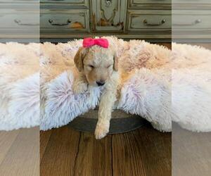 Aussiedoodle-Poodle (Standard) Mix Puppy for sale in CLIMAX, NC, USA