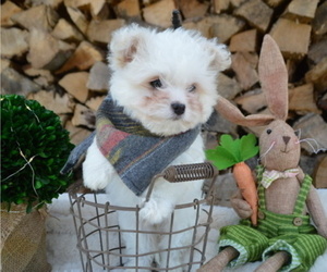 Pom-A-Poo Puppy for sale in HONEY BROOK, PA, USA