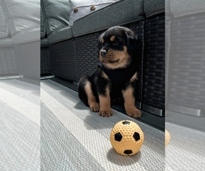 Rottweiler Puppy for sale in PORTLAND, OR, USA