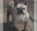 Small Photo #1 French Bulldog Puppy For Sale in GASTONIA, NC, USA