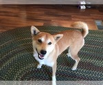 Small Photo #1 Shiba Inu Puppy For Sale in MONETT, MO, USA