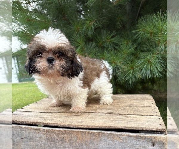 Medium Photo #1 Shih Tzu Puppy For Sale in MIDDLEBURY, IN, USA