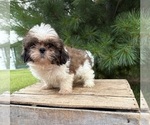 Small Shih Tzu
