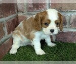 Small #4 Cavalier King Charles Spaniel