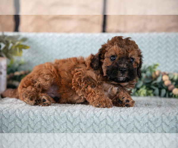 Medium Photo #2 Poodle (Miniature)-ShihPoo Mix Puppy For Sale in SUGARCREEK, OH, USA