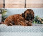 Small #1 Poodle (Miniature)-ShihPoo Mix