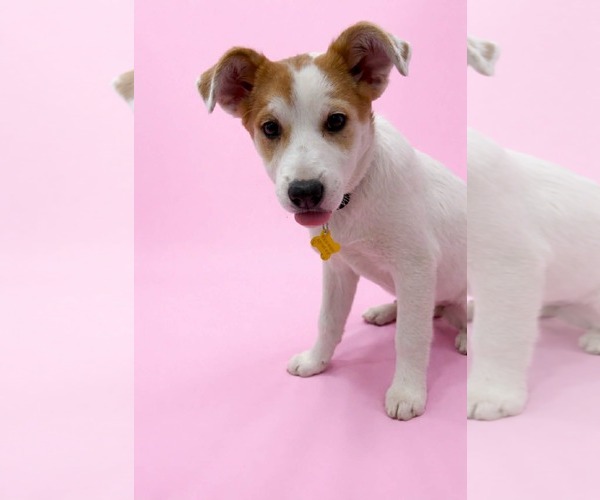 Medium Photo #9 Mutt Puppy For Sale in Sandy, UT, USA