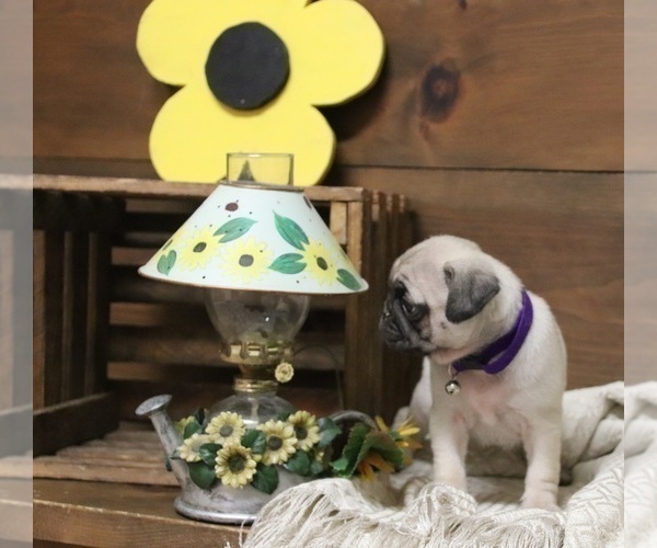 Medium Photo #3 Pug Puppy For Sale in NEWMANSTOWN, PA, USA