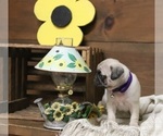 Small Photo #3 Pug Puppy For Sale in NEWMANSTOWN, PA, USA