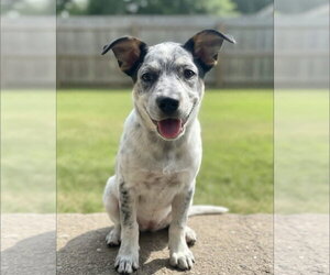 Clara Belle - Female Mutt Dog for Adoption