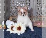 Small #3 Pomeranian