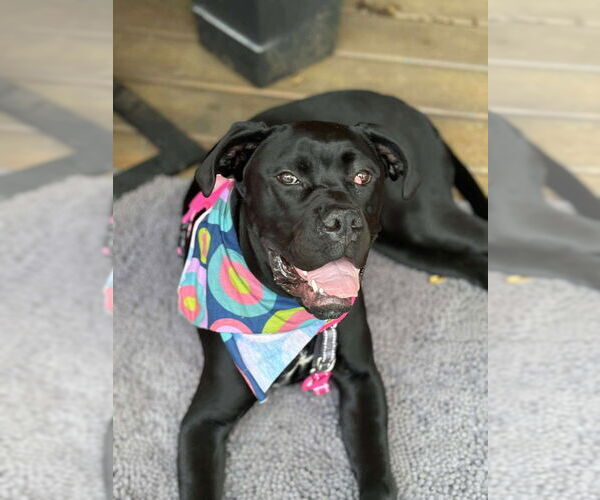 Medium Photo #23 Mutt Puppy For Sale in Candler, NC, USA