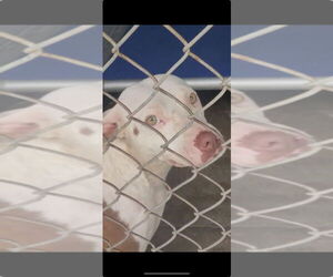 Medium American Pit Bull Terrier Mix