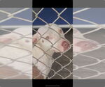 Small American Pit Bull Terrier Mix