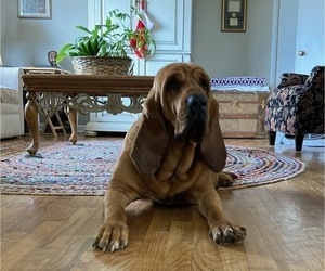 Mother of the Bloodhound puppies born on 11/26/2023