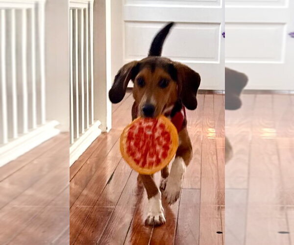 Medium Photo #10 Beagle Puppy For Sale in Dunnellon, FL, USA