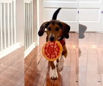 Small #9 Beagle