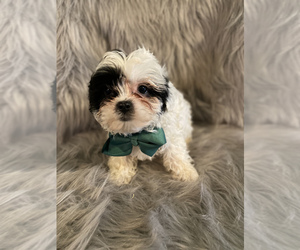 Lhasa Apso-Poodle (Toy) Mix Puppy for sale in BEECH GROVE, IN, USA