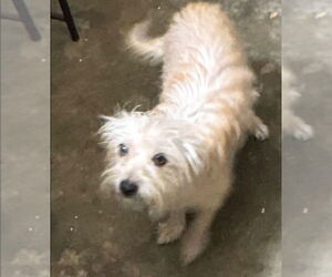 Mutt Dogs for adoption in Dana Point, CA, USA