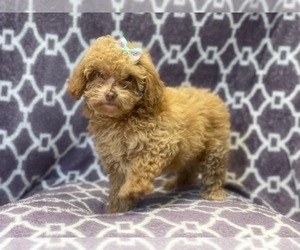 Goldendoodle-Poodle (Toy) Mix Puppy for sale in LAKELAND, FL, USA