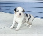Small #7 Australian Shepherd