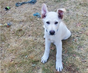 German Shepherd Dog Puppy for sale in WARNER ROBINS, GA, USA