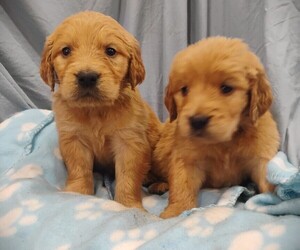 Golden Retriever Puppy for sale in COEUR D ALENE, ID, USA