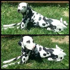 Father of the Dalmatian puppies born on 03/23/2017