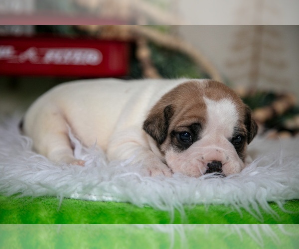 Medium Photo #3 Beabull Puppy For Sale in FRESNO, OH, USA