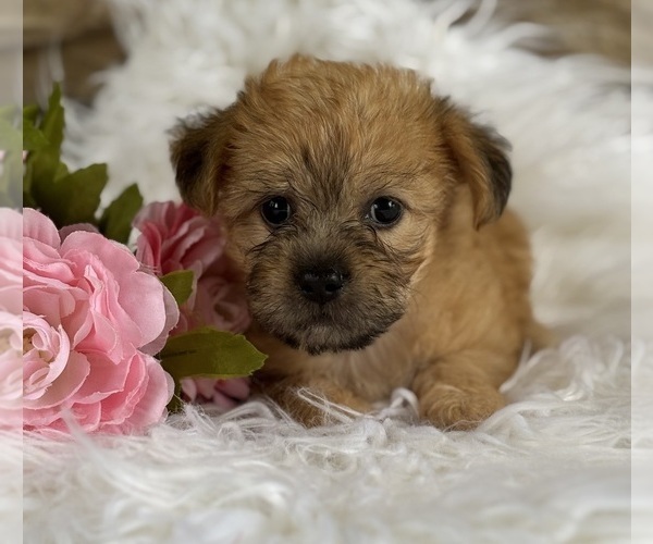 Medium Photo #4 Morkie Puppy For Sale in ROCK STREAM, NY, USA
