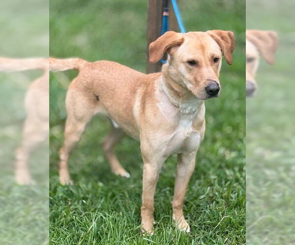 Medium Photo #6 Mutt Puppy For Sale in Lake Wylie, SC, USA