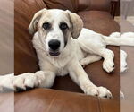 Small #5 Anatolian Shepherd-Great Pyrenees Mix