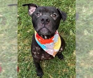 Medium American Pit Bull Terrier