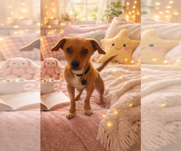 Medium Photo #4 Dachshund Puppy For Sale in Menifee, CA, USA