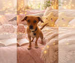 Small #3 Dachshund