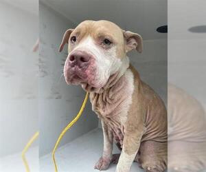 American Pit Bull Terrier-Unknown Mix Dogs for adoption in Houston, TX, USA