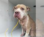 Small American Pit Bull Terrier Mix