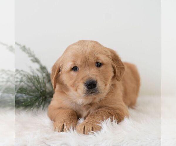 Medium Photo #5 Golden Retriever Puppy For Sale in NEWPORT, PA, USA