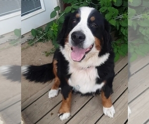 Mother of the Bernese Mountain Dog puppies born on 06/23/2023