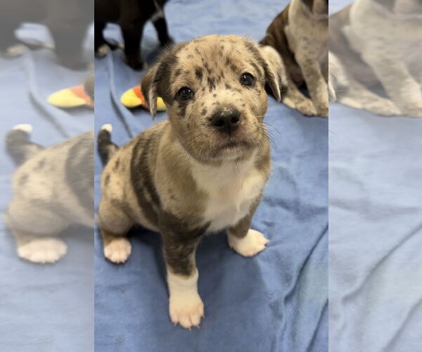 Medium Photo #2 Catahoula Leopard Dog-Unknown Mix Puppy For Sale in Green Forest, AR, USA