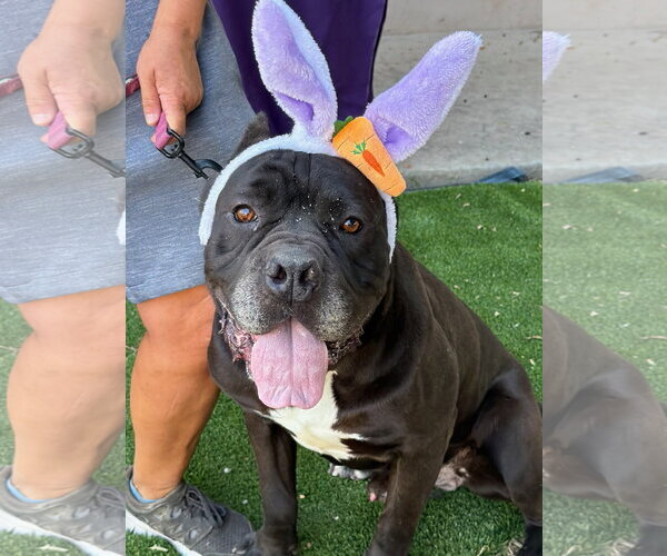 Medium Photo #2 Mutt Puppy For Sale in Goodyear, AZ, USA