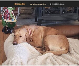 Labrador Retriever Dogs for adoption in Benton, PA, USA