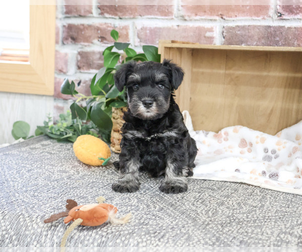 Medium Photo #5 Schnauzer (Miniature) Puppy For Sale in SYRACUSE, IN, USA