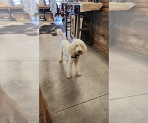 Poodle (Standard) Puppy for sale in SPICEWOOD, TX, USA