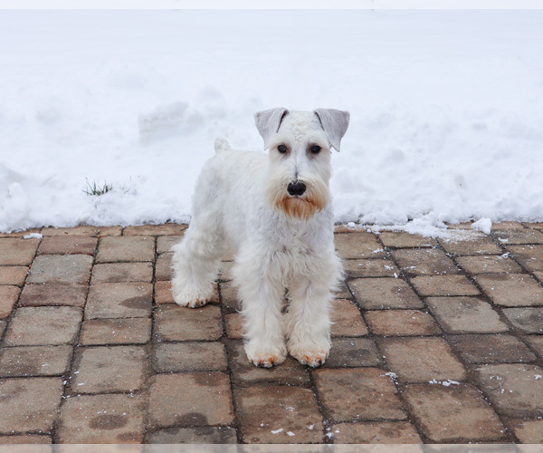 Medium Photo #5 Schnauzer (Miniature) Puppy For Sale in SYRACUSE, IN, USA