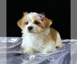 Small #1 Morkie