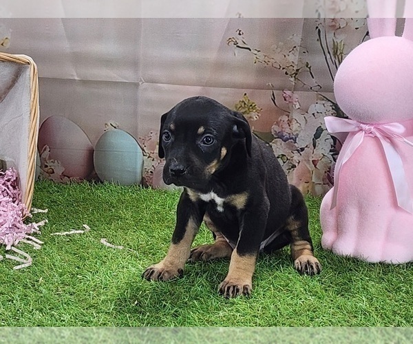 Medium Photo #8 Catahoula Leopard Dog Puppy For Sale in CUMBY, TX, USA
