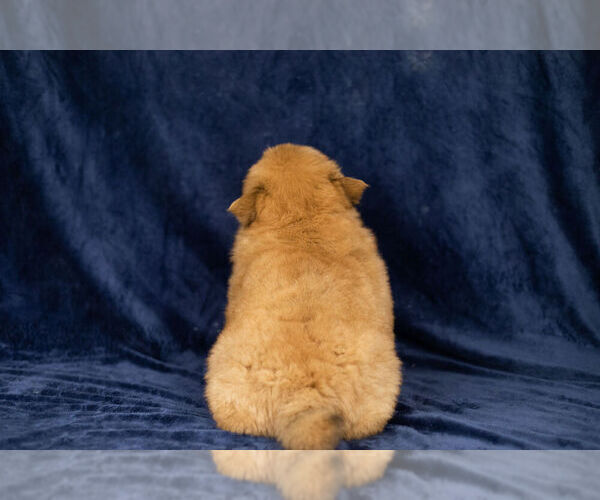 Full screen Photo #15 Chow Chow Puppy For Sale in NAPPANEE, IN, USA