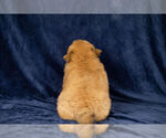 Small Photo #15 Chow Chow Puppy For Sale in NAPPANEE, IN, USA