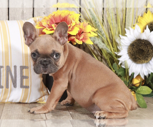 French Bulldog Puppy for sale in MOUNT VERNON, OH, USA